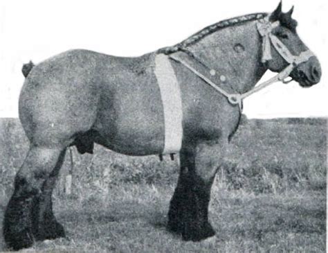 dutch draft horse