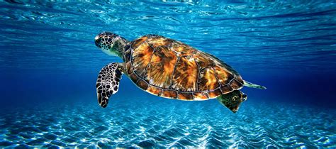 sea turtle swimming in clear water in the florida keys panoramic justin kelefas fine art