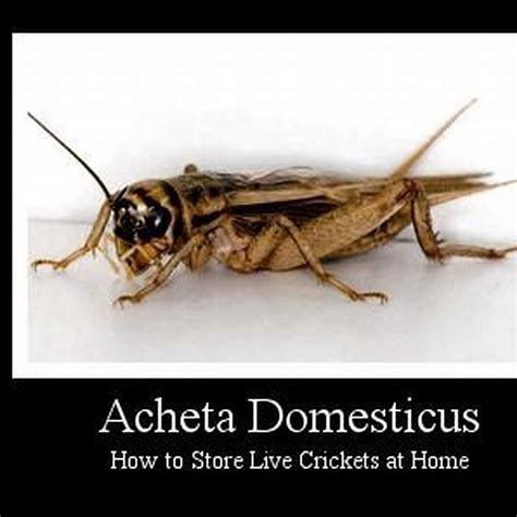 How Long Do Crickets Live For Reptiles Diy Seattle