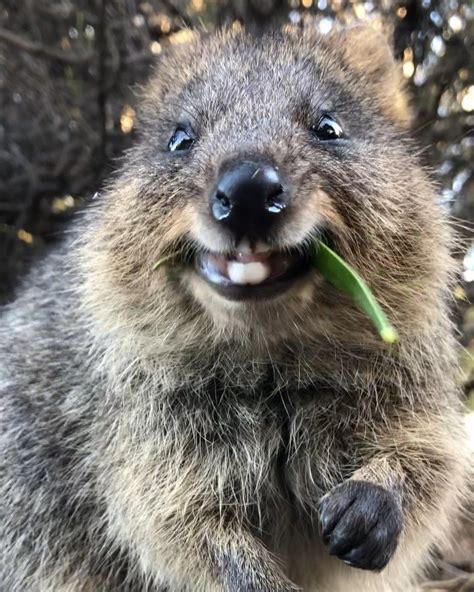 Love The Funny Faces This Quokka Pulled While He Chewed