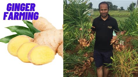 Ginger Farming In India Ginger Farming How To Do Ginger Farming