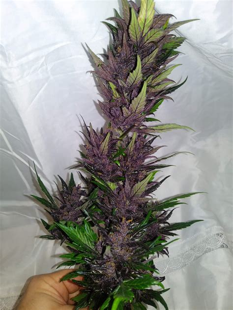 Seedstockers Purple Punch Autoflower Grow Journal Harvest10 By