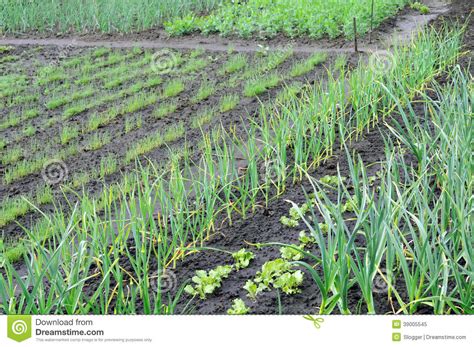 Vegetable Garden In The Spring Stock Photo Image 39005545