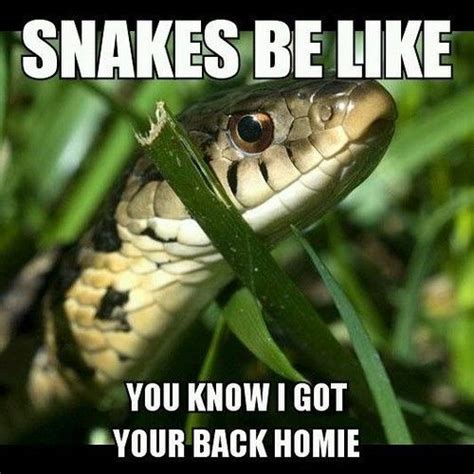 Funny Snake Quotes Shortquotescc