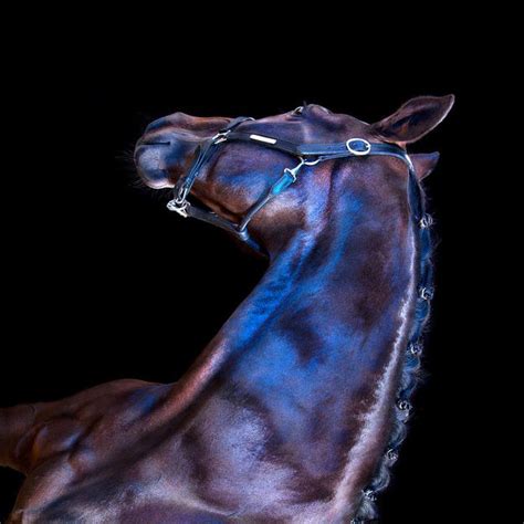 All The Wild Horses Is An Incredible Photo Series By Photographer
