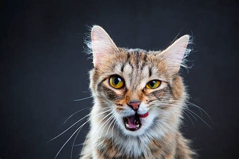 Best Black Cat Mouth Open Stock Photos Pictures And Royalty Free Images