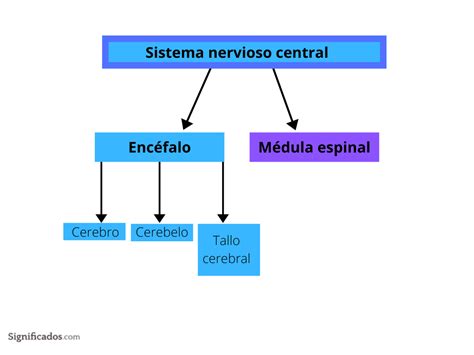 Sistema Nervioso Central qué es funciones y partes explicadas Significados