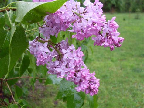 Hesperis Matronalis Dames Rocket Care Lilacs The Best Fragrance