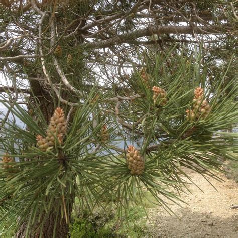 Pinus Nigra Subsp Laricio Pin Noir De Corse Pinus Nigra Var