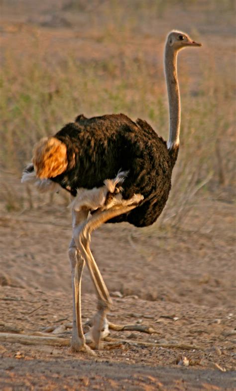 Ostrich Struthio Camelus Etosha Namibia Graham Smith Flickr