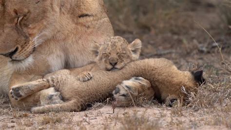 Baby Lion With Mom