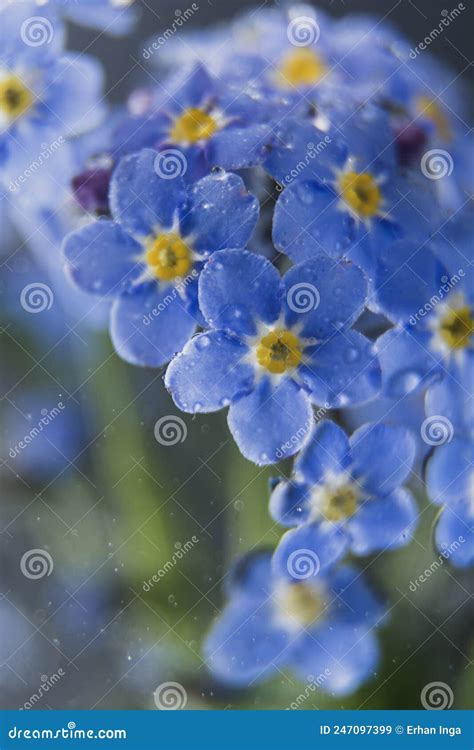 Little Blue Flowers Forget Me Not Spring Bouquet On Dark Background