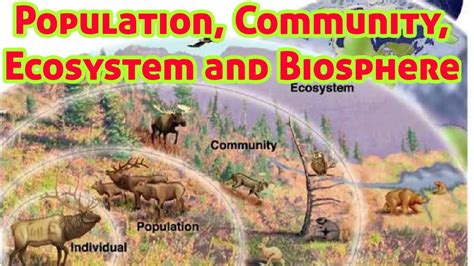 Population Level And Community Level Species Ecosystem Biosphere