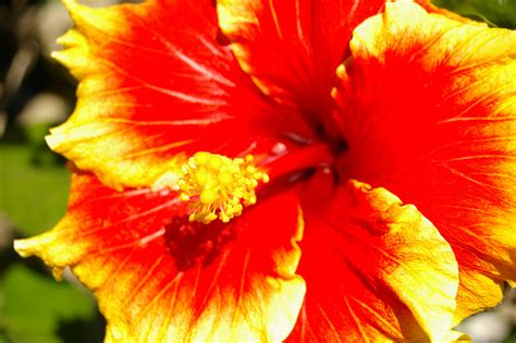 Different Types Of Flower Names Flower Show 2008 Sun Flower