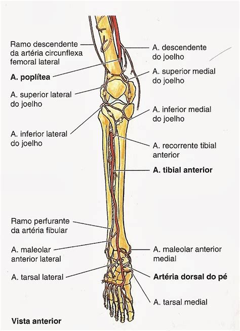Perna Anatomia Pernas