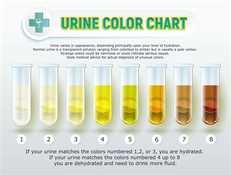 Urine Color Chart Urine In Test Tubes Medical Vector Image