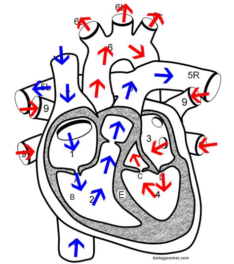 Learn The Anatomy Of The Heart By Number