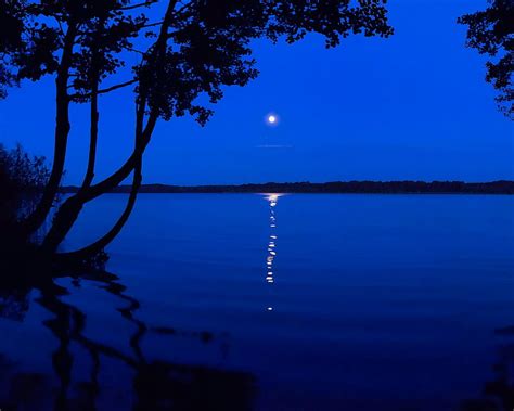 Moonlight Blue Night Lake Moon Ocean Sea Shadow Tree Hd