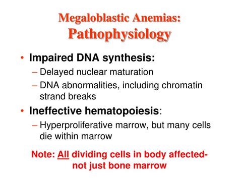 Pathophysiology Of Megaloblastic Anemia