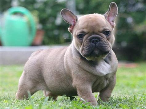 Wie lange lebt eine französische Bulldogge? Nachteile der ...