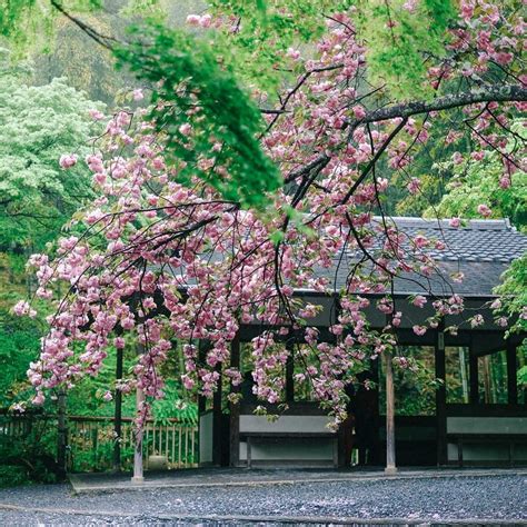 The Ultimate Guide To Viewing Cherry Blossoms In Japan Where When