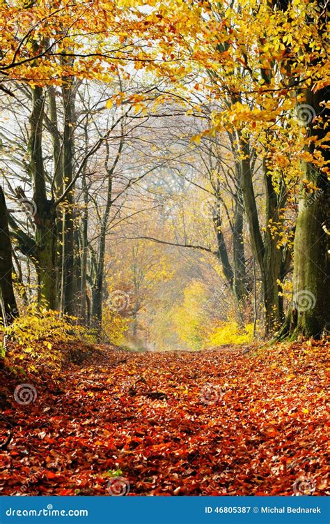 Autumn Fall Forest Path Of Red Leaves Towards Light Stock Image