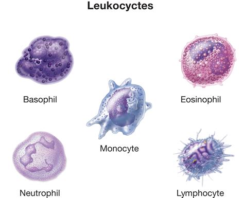 In linnaeus' time a two kingdom system of classification with plantae and animalia kingdoms was developed that included all plants and animals respectively. The five different types of leukocytes (white blood cells ...