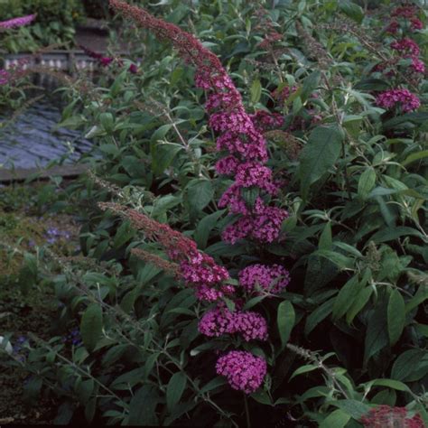 Buddleja Davidii Pink Delight Butterfly Bush Buddleia