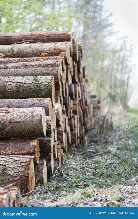 Pile Of Wood In Forest Stock Image Image Of Power Woodpile 39960121