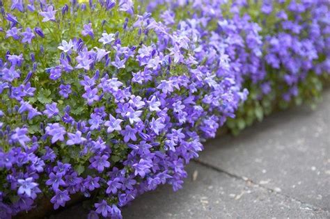 Leaves are often very hard, dark green. Campanula portenschlagiana | gardenersworld.com ...