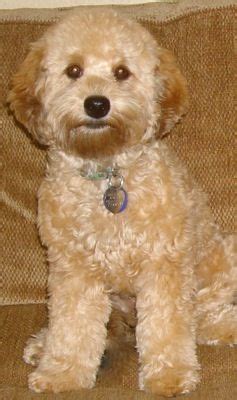 A cockapoo is a dog that is a hybrid of a cocker spaniel and a poodle. Pin on Cockapoos and Sweet Pups