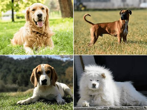 15 Razas De Perros Medianos Animalesmascotas