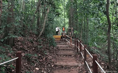 5 Essential Things To Know About Bukit Timah Nature Reserve Little