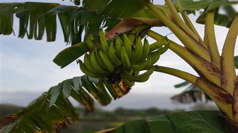 arti mimpi memetik daun pisang