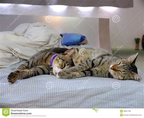Two Cats Lying On Bed Stock Photo Image Of Cute Home