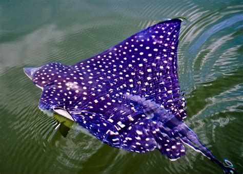Spotted Eagle Ray Spotted Eagle Ray In Florida Rob Moffitt Flickr