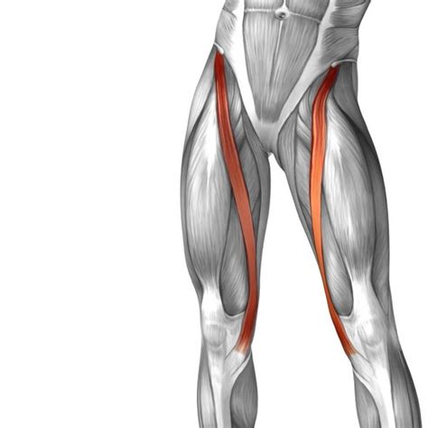 Let's begin with the skeletal anatomy. Hamstring muscle group anatomy model — Stock Photo © AnatomyInsider #129012338