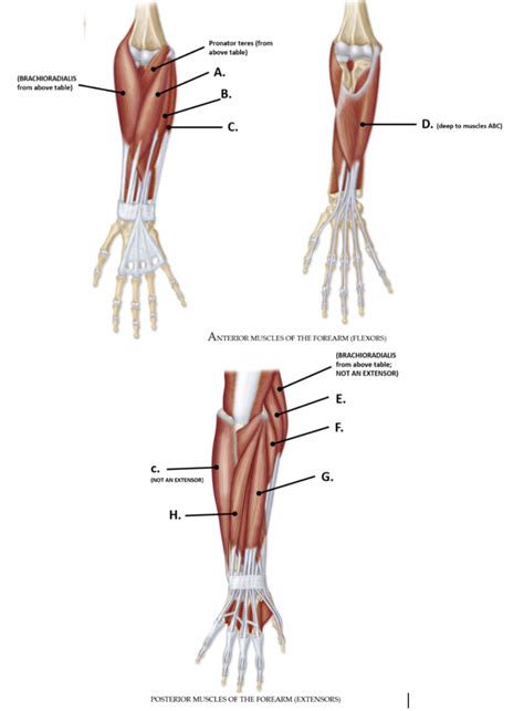 Muscles That Act On The Wrist And Digits Diagram Quizlet