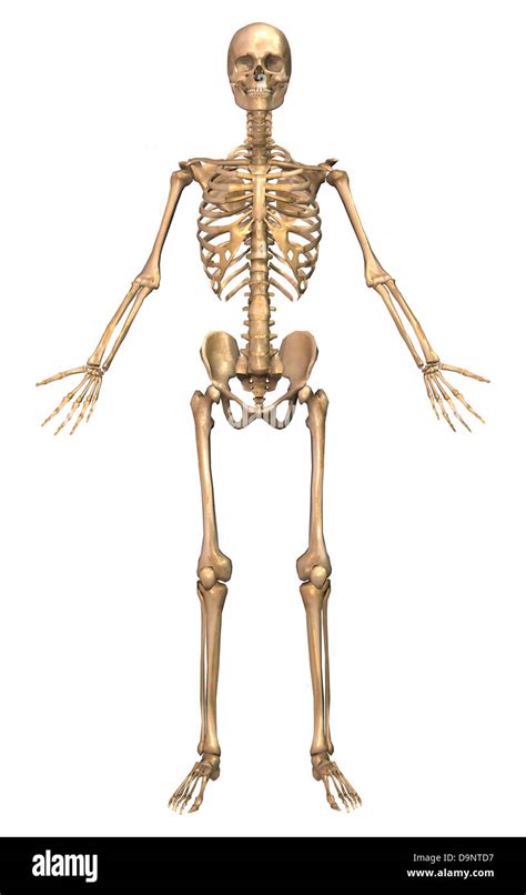 Human Skeletal System Front View Stock Photo 57643187 Alamy