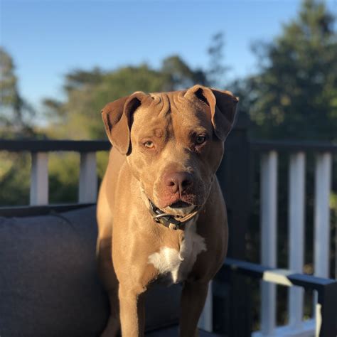 Pitbulls gained popularity over the course of. File:American Pitbull Terrier - Colby Line.jpg - Wikimedia ...
