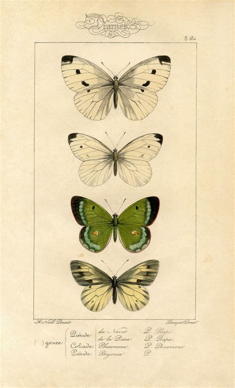 6 Natural History Moth And Butterfly Prints
