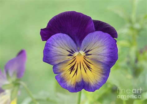 Pansy Viola Matrix Midnight Glow Flower Photograph By Ann Pickford