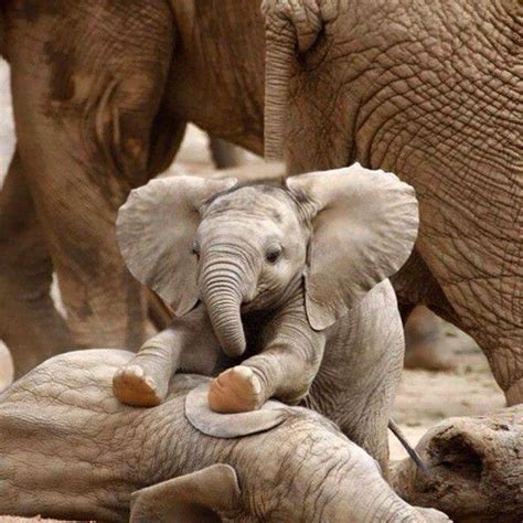31 Baby Elephant Photos To Instantly Brighten Up Your Day Bored Panda