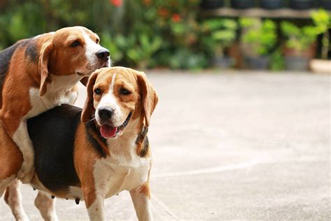 Haciendo Profundo Groenlandia Cada Cuanto Le Viene La Regla A Un Perro Mago Suspender En El