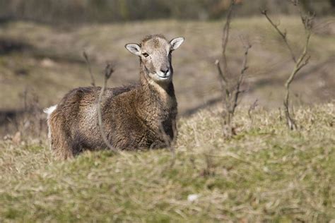 A Female Mouflon In Natural Areas Awd Netherlands Photograph By Ronald