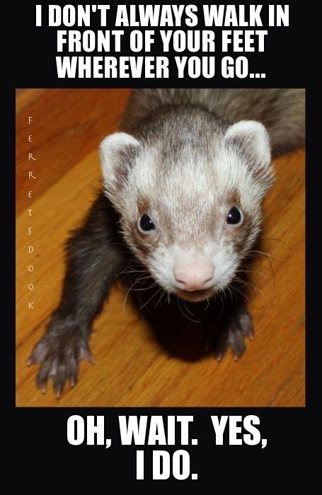 20 Extremely Funny Ferret Memes Ferrets Care Baby Ferrets Funny