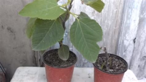 Care Of Fig Trees In Containers Growing Figs In