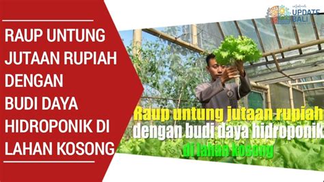 Raup Untung Jutaan Rupiah Dengan Budi Daya Hidroponik Di Lahan Kosong