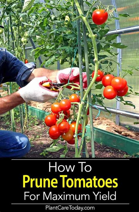 How To Prune Tomatoes For Maximum Yield Growing Vegetables Tomato Pruning Pruning Tomato Plants