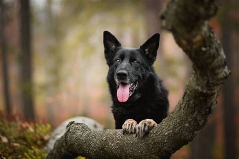 Black German Shepherd Facts Origin And History With Pictures Hepper